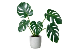 Leaf Miner Damage — Tunnelling Larvae Inside Leaf Tissue — monstera plant care