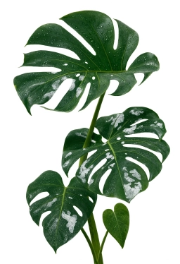 Monstera — Compacted, Anaerobic Substrate
