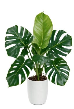 Manganese Deficiency — Young Leaf Interveinal Chlorosis & Pale New Growth — monstera plant care
