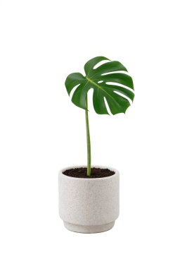 Monstera — Mechanical Leaf Tears & Handling Damage