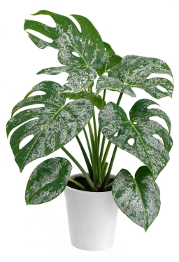 Monstera — Snapped Petioles & Top-Heavy Collapse