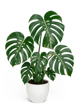 Monstera — Propagation Failure — Cuttings Rotting or Stalling