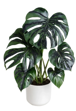 Boron Deficiency — Deformed New Growth & Hollow Petioles — monstera plant care