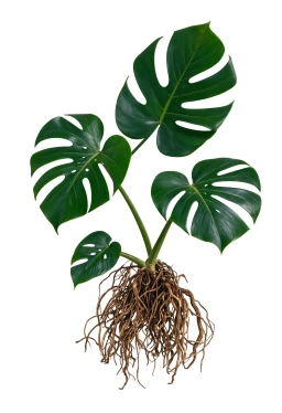 Monstera — Zinc Deficiency — Small, Distorted New Leaves & Shortened Internodes
