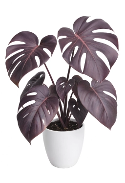 Monstera — Root-Bound Stress — Impacted Root System in Undersized Pot