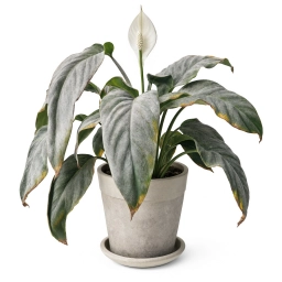 Peace Lily