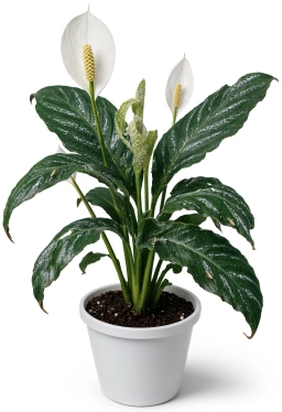 Transplant & Acclimation Shock — peace-lily plant care