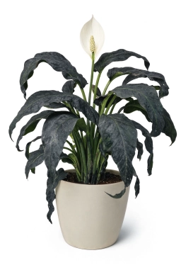 Salt Crust & EC Build-Up in Substrate â peace-lily plant care