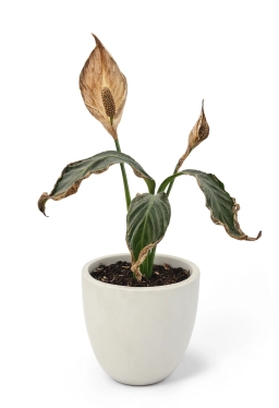 Peace Lily — Stem & Crown Rot — Botrytis & Fusarium spp.