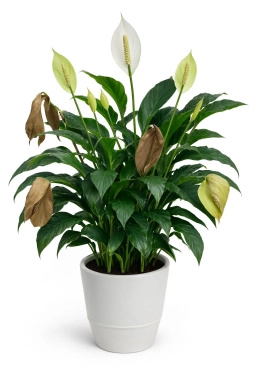 Humidity Tray Mould — Stagnant Water Breeding Fungus Gnats & Mould — peace-lily plant care