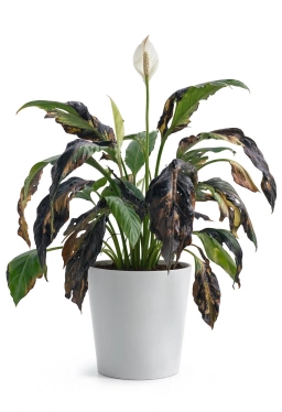 Peace Lily — Springtails in Substrate — Collembola Bloom