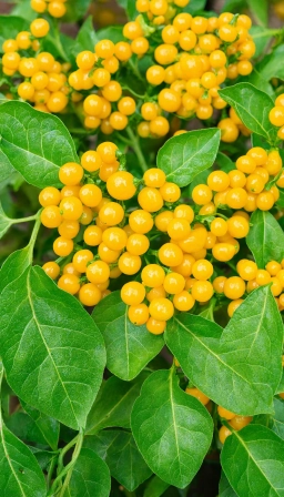 Poor Fruit Set Despite Healthy Flowering � chili pepper plant care