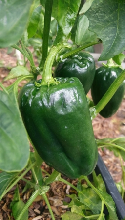 Sunscald on Pepper Fruit � chili pepper plant care