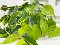 Philodendron
