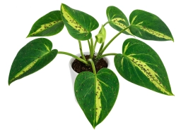 Dasheen Mosaic Virus — DsMV in Aroids — philodendron plant care