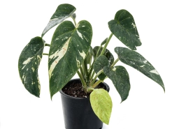 Cucumber Mosaic Virus — Mottling & Distortion — philodendron plant care