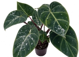 Tomato Spotted Wilt & Ringspot — Thrips-Vectored Virus — philodendron plant care