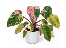 Philodendron — Root Mealybugs — Hidden Rhizoecus Infestation