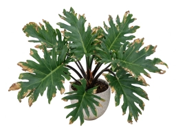 Inconsistent Watering â Boom-Bust Cycle â philodendron plant care