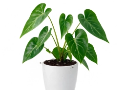 Philodendron — Root-Knot Nematodes — Meloidogyne Galls