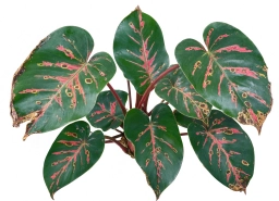 Bacterial Wilt — Ralstonia & Erwinia Vascular Infection — philodendron plant care
