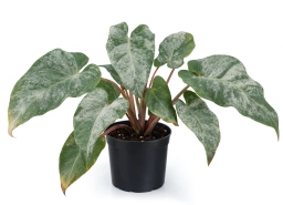 Philodendron — Chewing Damage — Caterpillars & Leaf-Eating Larvae