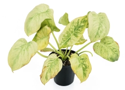 Philodendron — Anthracnose — Colletotrichum Leaf Blight
