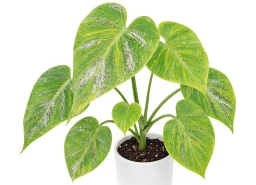 Philodendron — Fusarium Wilt — Vascular Browning & Collapse
