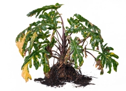 Philodendron — Southern Blight — Sclerotium rolfsii