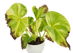 Philodendron — Rhizoctonia Damping-Off in Seedlings & Cuttings