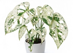Philodendron — Botrytis Grey Mould on Soft Tissue