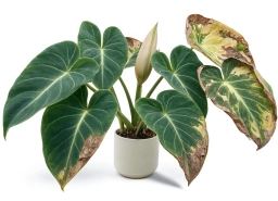 Philodendron — Leaf Rust — Pustules on Undersides