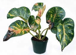 Philodendron — Bacterial Blight — Xanthomonas on Anthurium
