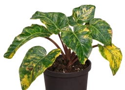 Philodendron — Bacterial Soft Rot — Erwinia & Pectobacterium
