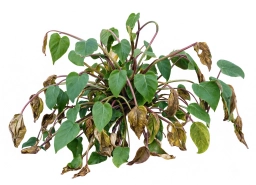 Philodendron — Dasheen Mosaic Virus — DsMV in Aroids