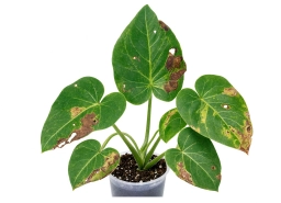 Philodendron — Cucumber Mosaic Virus — Mottling & Distortion