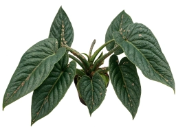 Philodendron — Tomato Spotted Wilt & Ringspot — Thrips-Vectored Virus