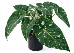 Philodendron — Heat Stress & Leaf Curling