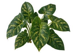 Philodendron — Failure to Fenestrate — Immature, Holeless Leaves