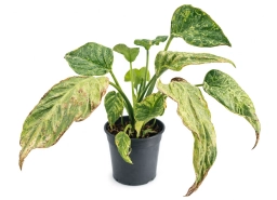 Philodendron — Guttation — Sap Droplets on Leaf Margins