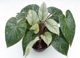 Philodendron — Oedema — Corky Blisters from Water Imbalance