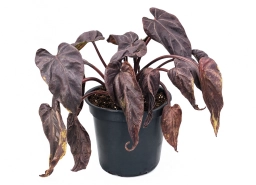 Philodendron — Poor Airflow — Weak Stems & Disease Pressure