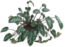 Philodendron — Transplant & Acclimation Shock