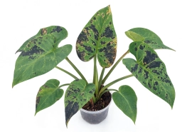Philodendron — Temperature Fluctuation Leaf Drop