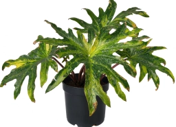 Philodendron — Variegation Reversion Under Low Light