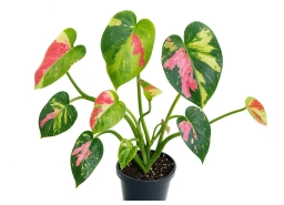 Philodendron — Crinkled New Leaves & Stuck Leaf Syndrome