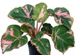 Philodendron — Potassium Deficiency — Marginal Scorch