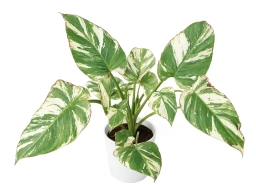 Philodendron — Calcium Deficiency — Deformed New Leaves