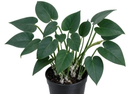 Philodendron — Fertiliser Burn — Nutrient Toxicity