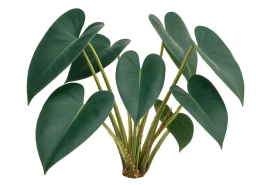 Philodendron — Salt Crust & EC Build-Up in Substrate